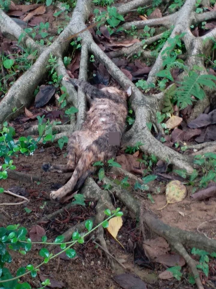 兩隻貓咪陳屍花槽。 (網民提供圖片)