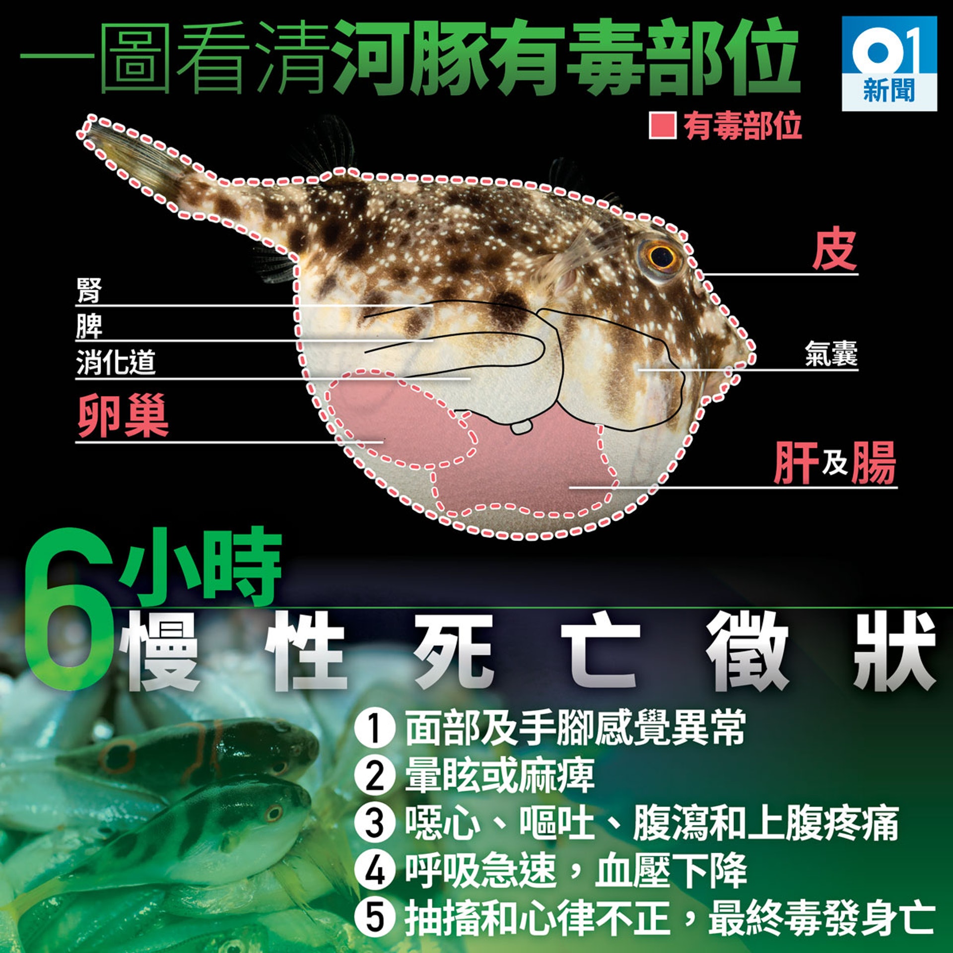 01百科 河豚毒素無藥劑解毒清醒痛苦6小時才會死 香港01 社會新聞 01百科 河豚毒素無藥劑解毒清醒痛苦6小時才會死 香港01 社會新聞