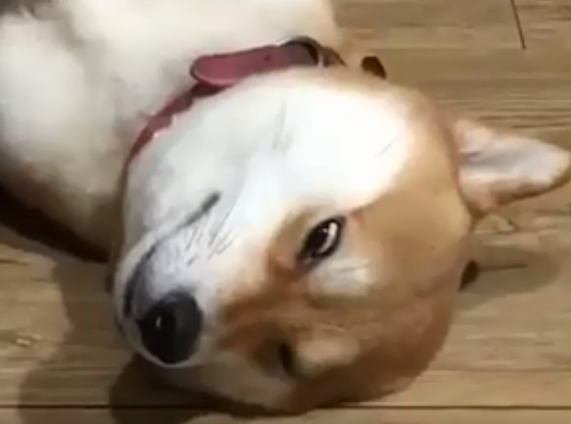 ç¶²æ°ç¬è¨Ellieç¡è¦ºæç表æ
å¯ä»¥æ¼ææçãï¼åçæªåèªå½±çï¼