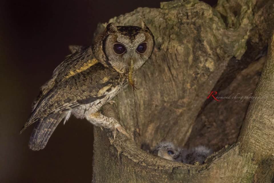 市民鄭先生捕捉到貓頭鷹媽媽於晚間餵捕食物一刻。(鄭先生提供)