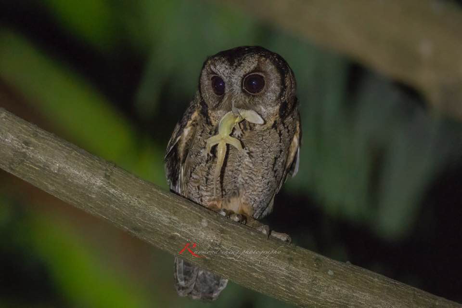 市民鄭先生捕捉到貓頭鷹媽媽於晚間餵捕食物一刻。(鄭先生提供)