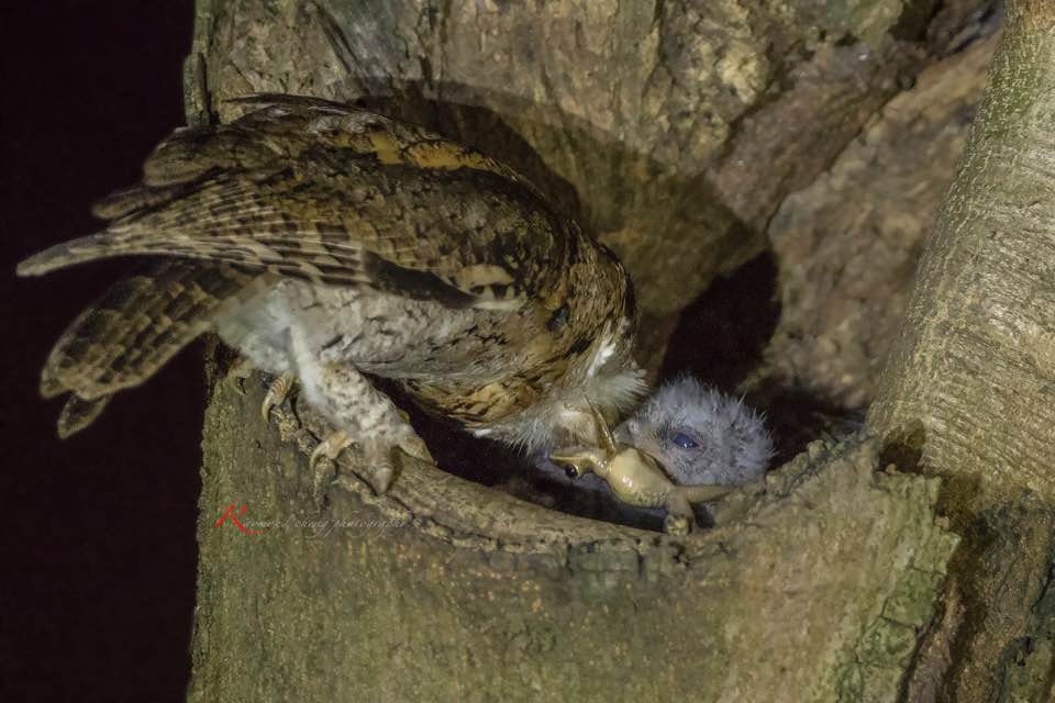 市民鄭先生捕捉到貓頭鷹媽媽於晚間餵捕食物一刻。(鄭先生提供)