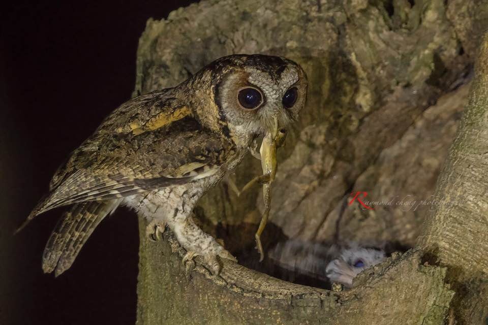 市民鄭先生捕捉到貓頭鷹媽媽於晚間餵捕食物一刻。(鄭先生提供)