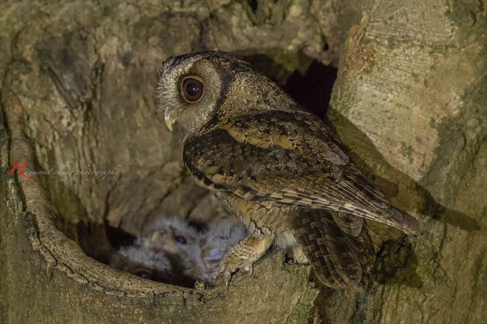 市民鄭先生捕捉到貓頭鷹媽媽於晚間餵捕食物一刻。(鄭先生提供)