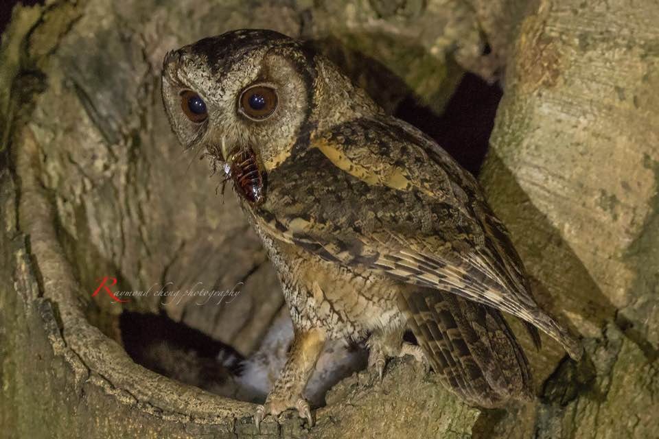 市民鄭先生捕捉到貓頭鷹媽媽於晚間餵捕食物一刻。(鄭先生提供)