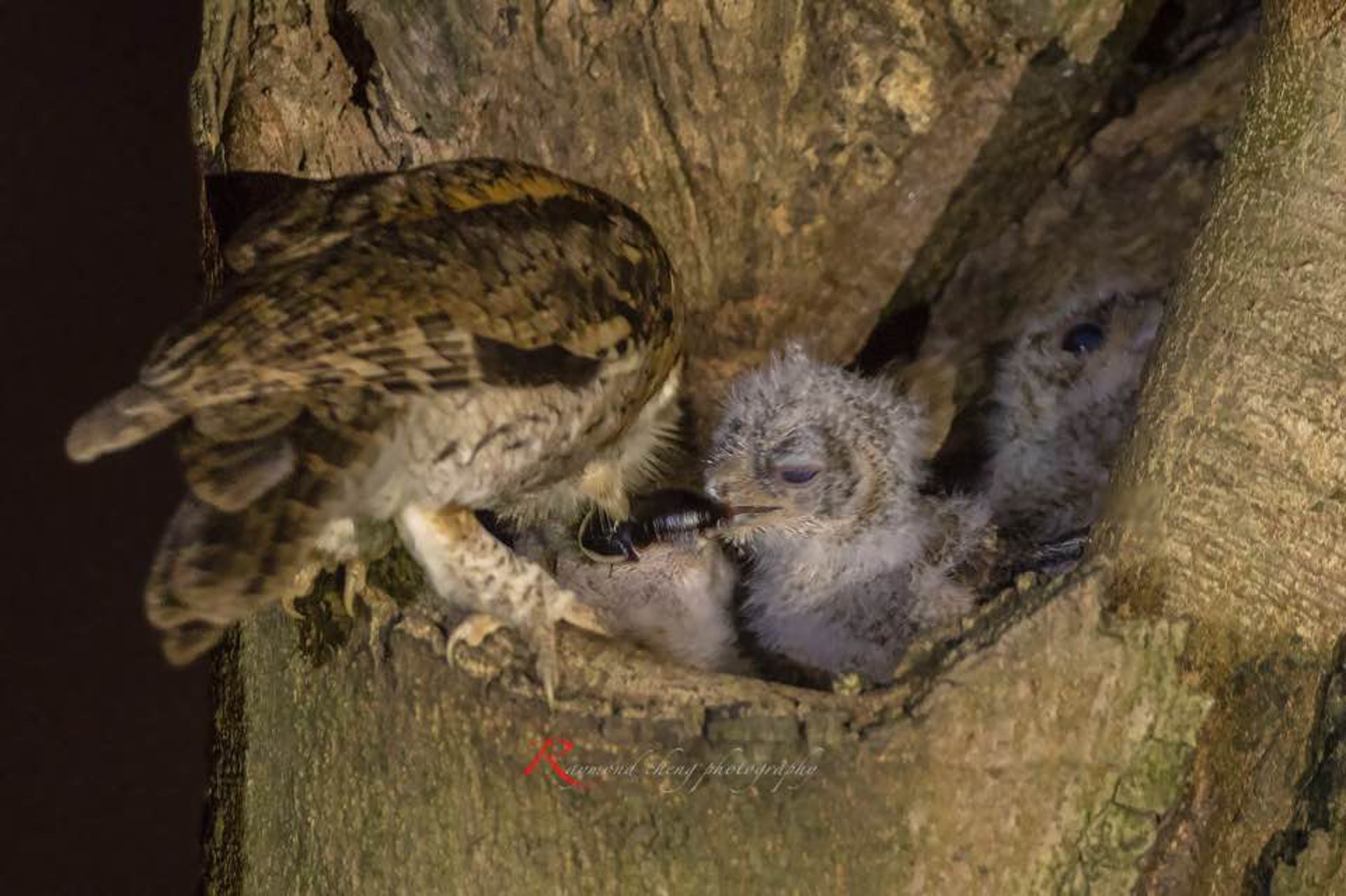 市民鄭先生捕捉到貓頭鷹媽媽於晚間餵捕食物一刻。(鄭先生提供)