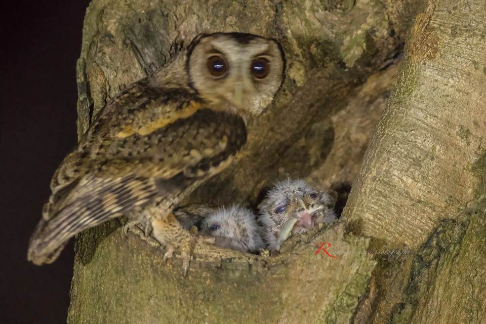 市民鄭先生捕捉到貓頭鷹媽媽於晚間餵捕食物一刻。(鄭先生提供)