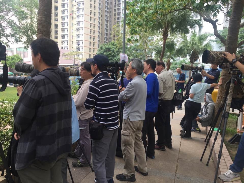 現場所見,有大批攝影愛好者於現場設置攝影器材,等待捕捉貓頭鷹的一面。(陳晶琦攝)