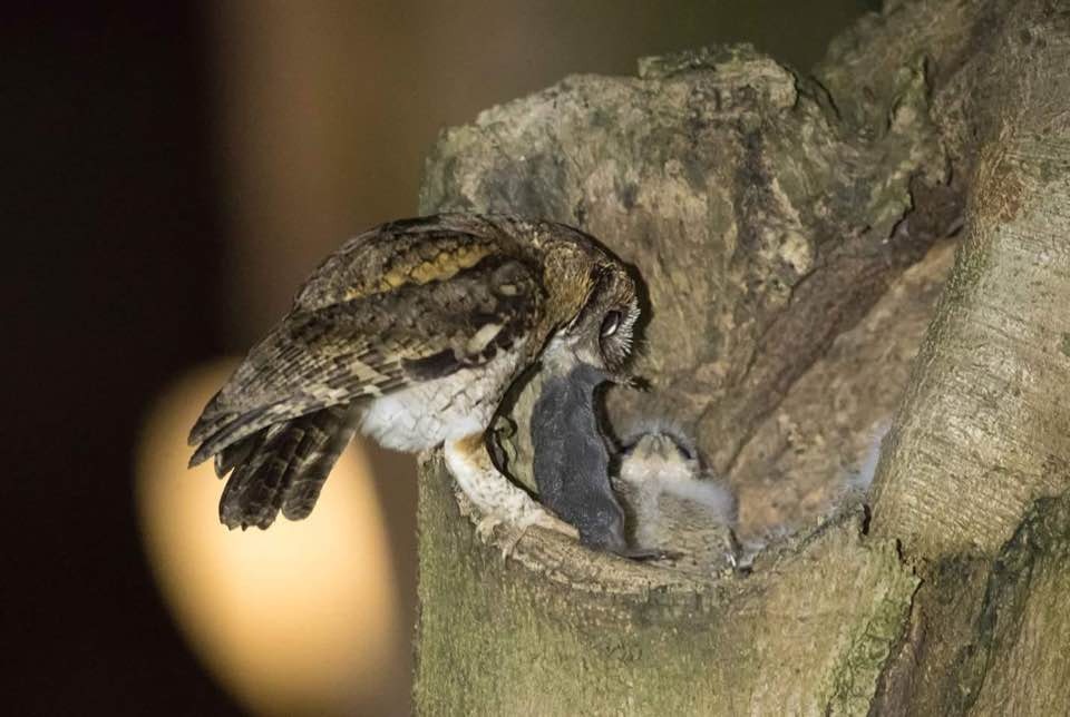 貓頭鷹與初生幼鳥。(關先生提供)
