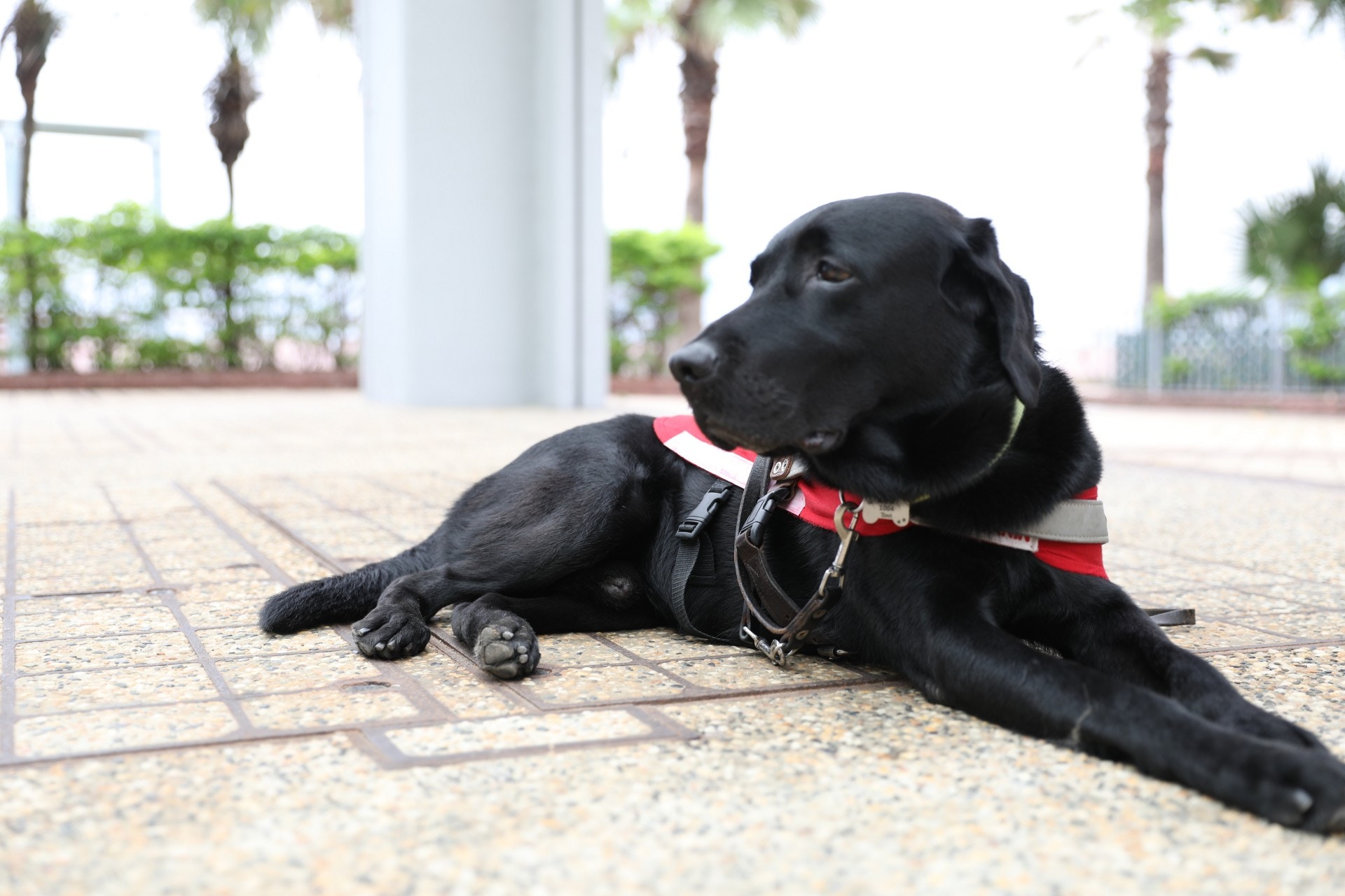 Tovi是拉布拉多犬,男,今年7歲,性格溫純乖巧。(周詠雯攝)