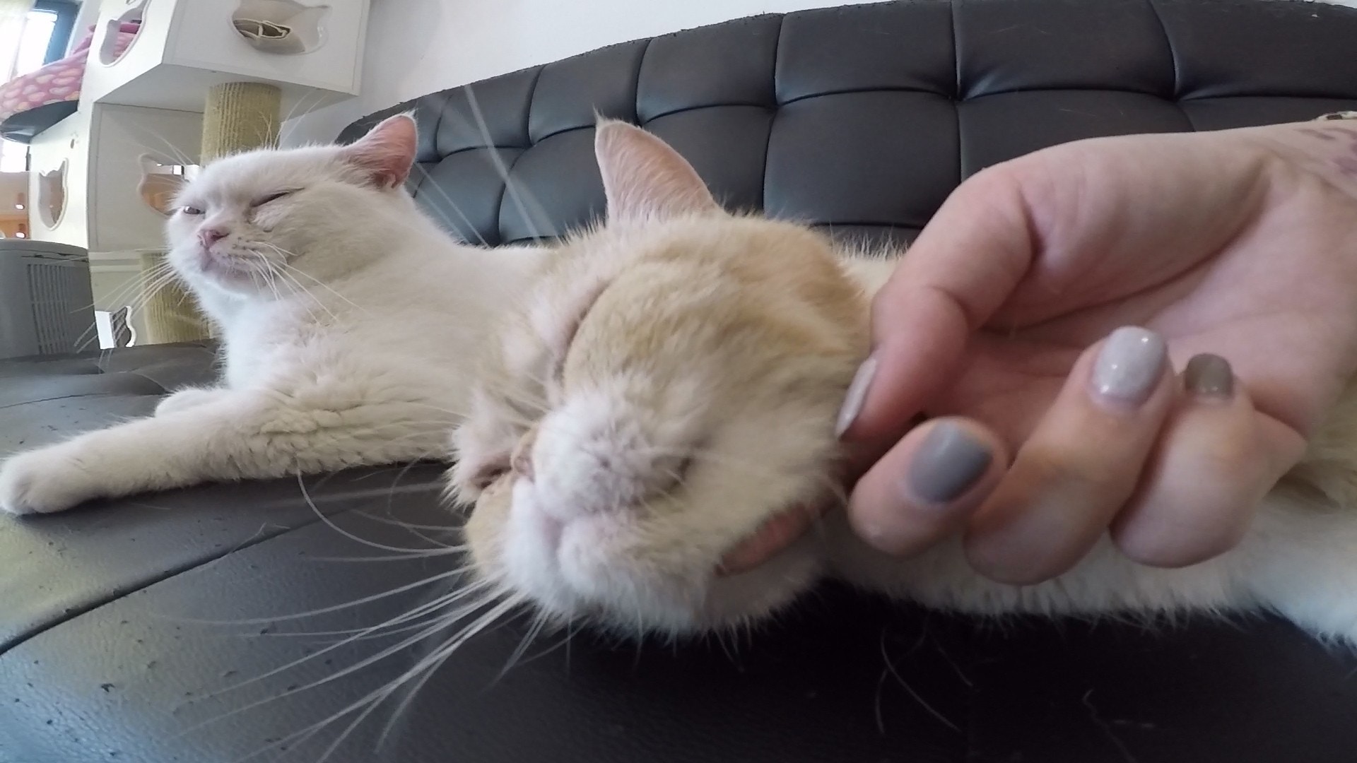 失明貓「奶茶」被遺棄,幸得義工收養。(鄧穎韜攝)