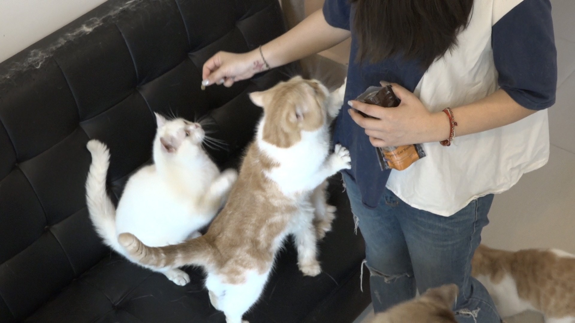 現在「奶茶」更成為了家中的小惡霸。(鄧穎韜攝)