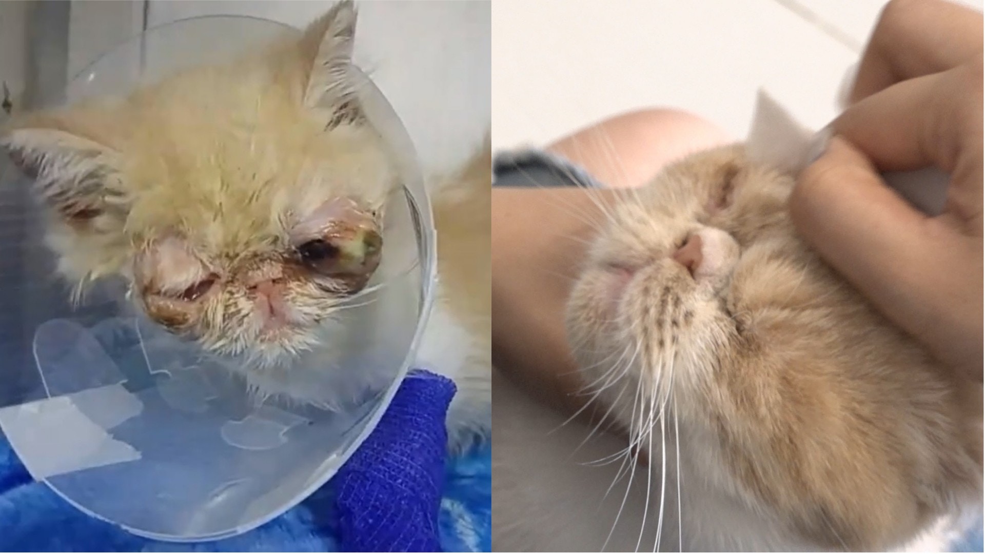 奶茶捱過了眼球移除手術。(鄧穎韜攝)