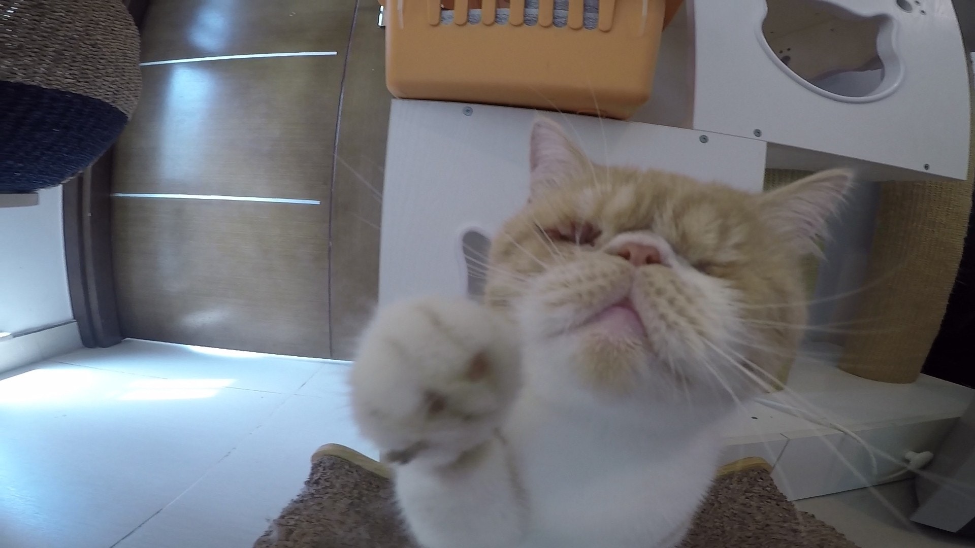 失明貓「奶茶」被遺棄,幸得義工收養。(鄧穎韜攝)