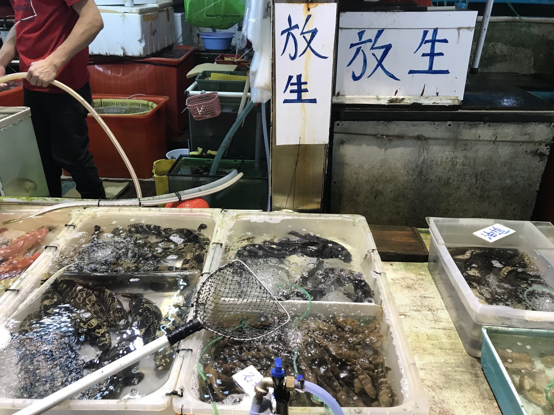 有北角碼頭海鮮檔檔主指沙巴龍躉適合海上放生,一條4至5斤的沙巴龍躉只需300元一條。(資料圖片)