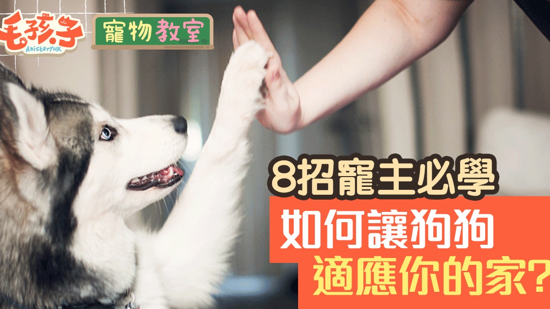 8個細心安排讓狗狗迅速適應新環境 香港01 寵物
