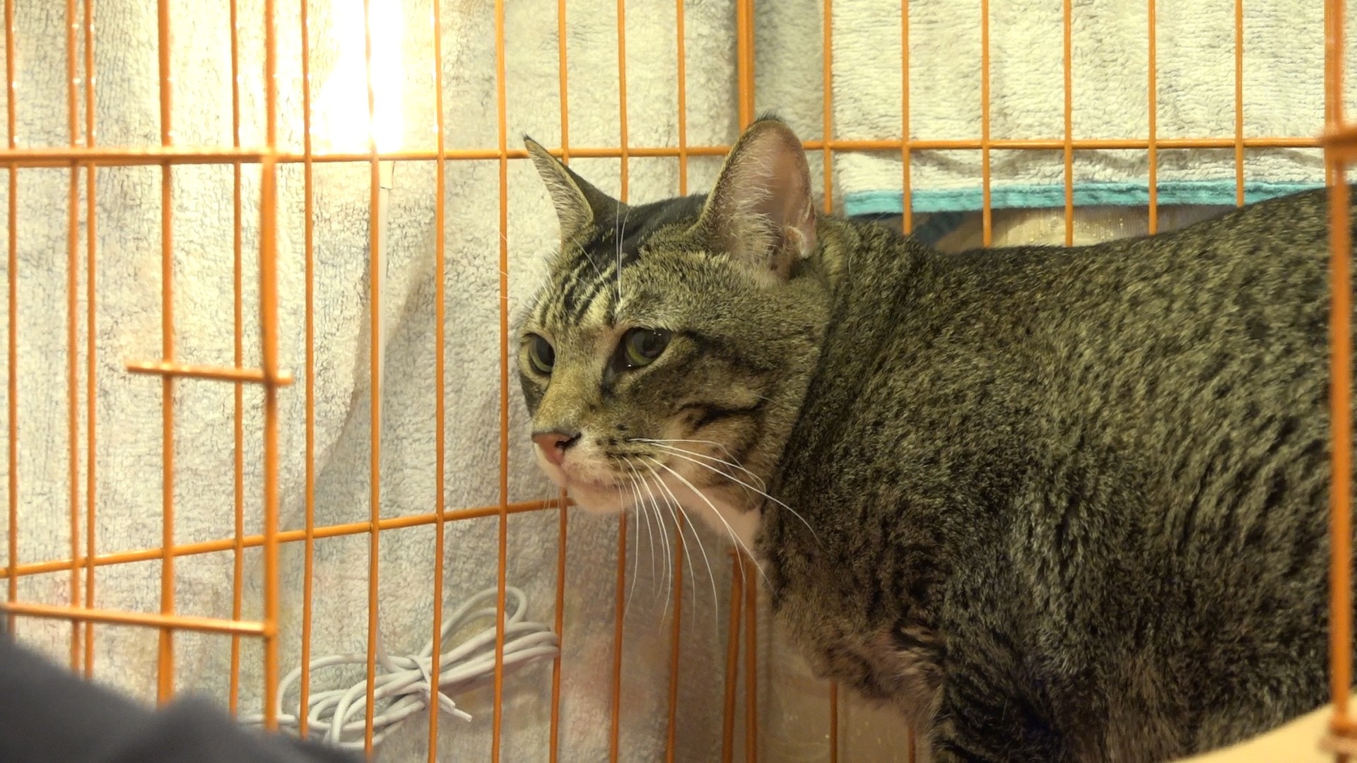 被棄養的Kit Kat曾出席多次活動,至今仍未能成功被領養。(王海圖攝)