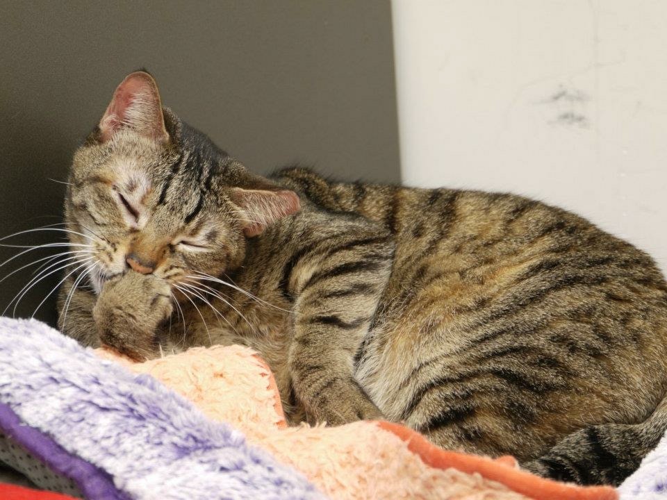 糕糕製作履歷表後,成功找到家庭收養。(受訪者提供)