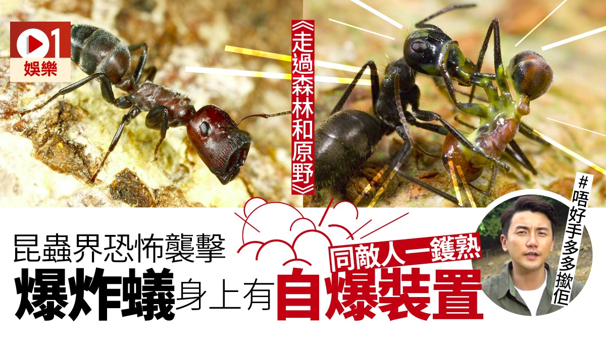 【走過森林和原野】新品種爆炸蟻生人勿近 自爆噴毒恐怖過異形