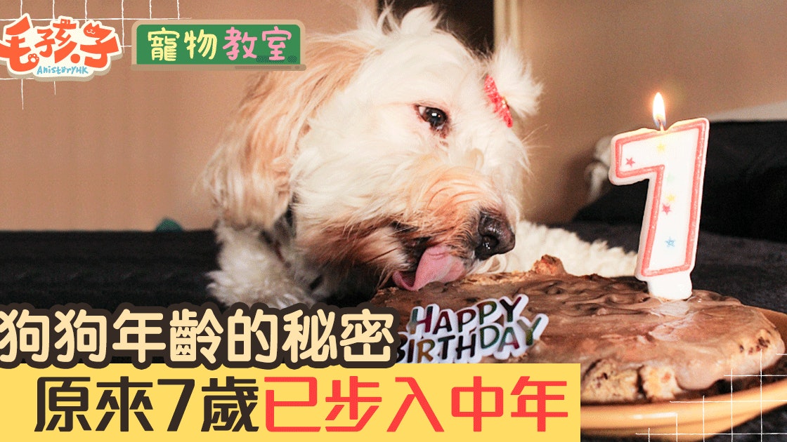 附人狗年齡對照表 狗1歲等於人7歲 錯 話你知最科學計算法 香港01 寵物 附人狗年齡對照表 狗1歲等於人7歲 錯 話你知最科學計算法 香港01 寵物