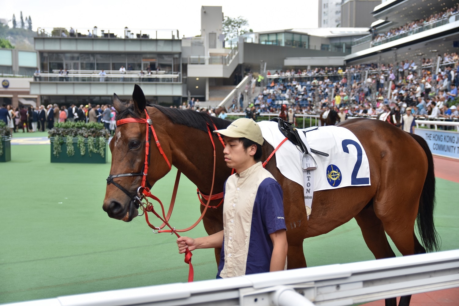 賽馬q A 馬種篇 亂倫馬更好 流鼻血大鑊 跛腳馬死梗