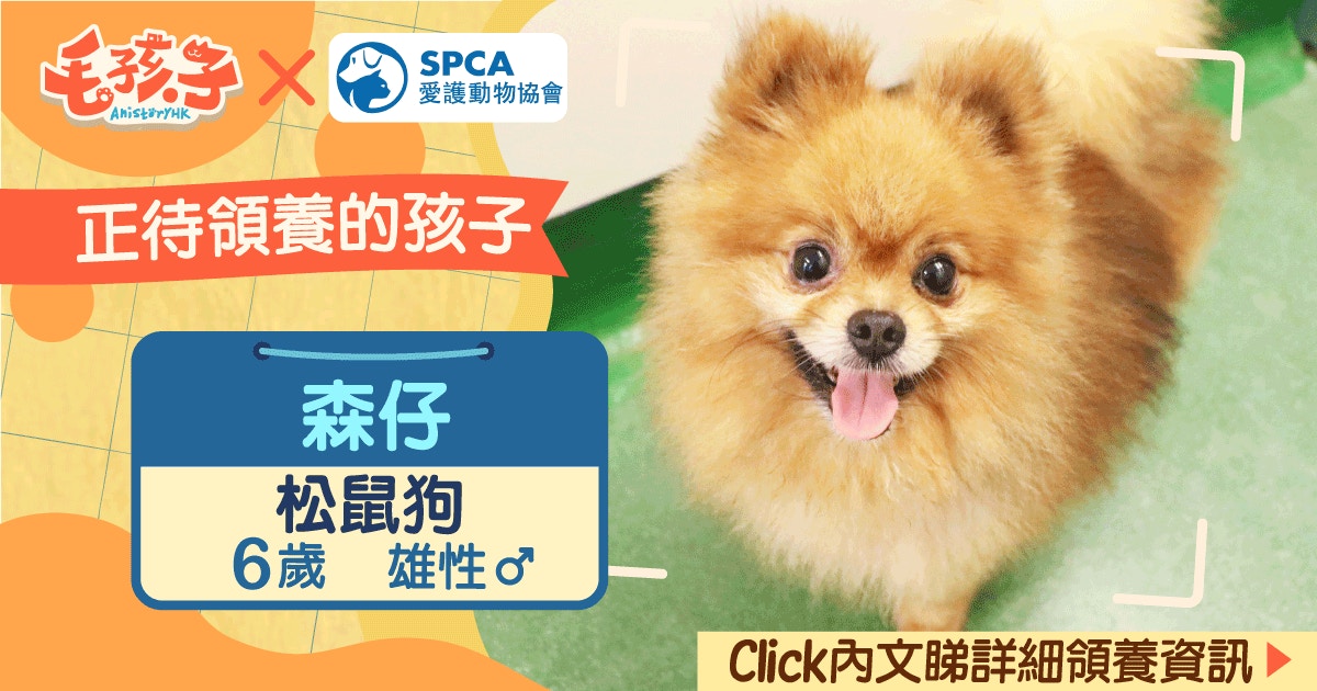 領養消息 愛護動物協會 5月 松鼠狗森仔 香港01 寵物