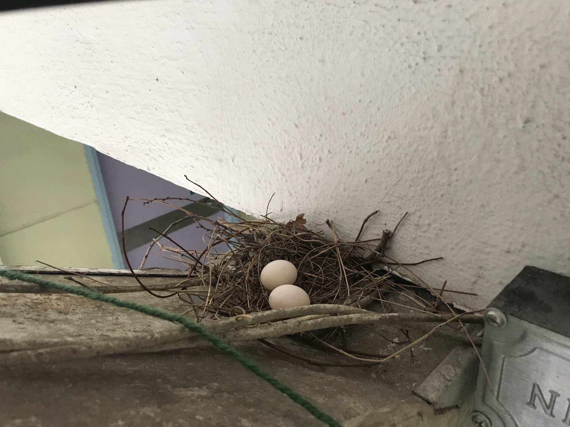 天虹小學數天前迎來了一位特別的「客人」,有一隻斑鳩鳥以樹枝在學校課室門外築巢,並產了兩隻鳥蛋。(鄧穎琳攝)