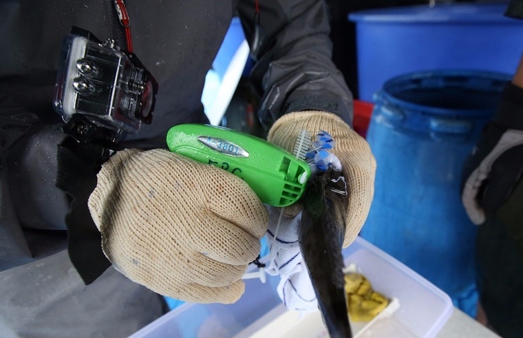 保育機構會在擬放生的魚兒貼上標記,追蹤牠們的去向,確保牠們能存活。(生態資源有機中心提供)