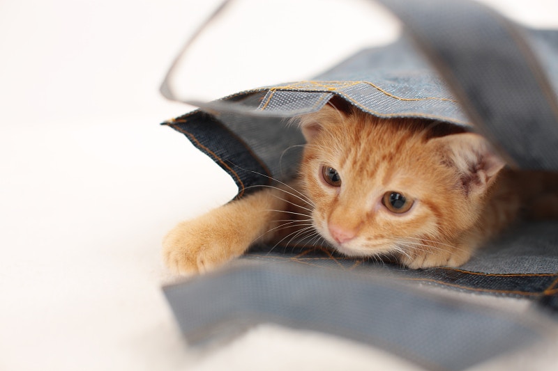 貓奴必學】破解10個令貓咪焦慮不安的原因讓你家主子變開朗