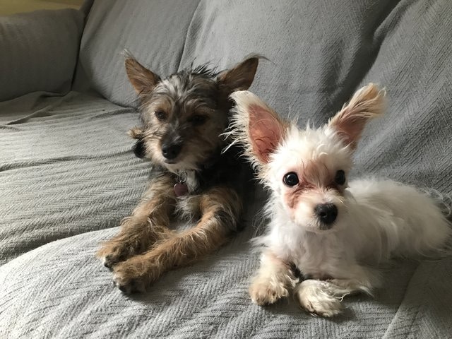 繁殖場培植茶杯犬天生殘障遭棄於酒吧