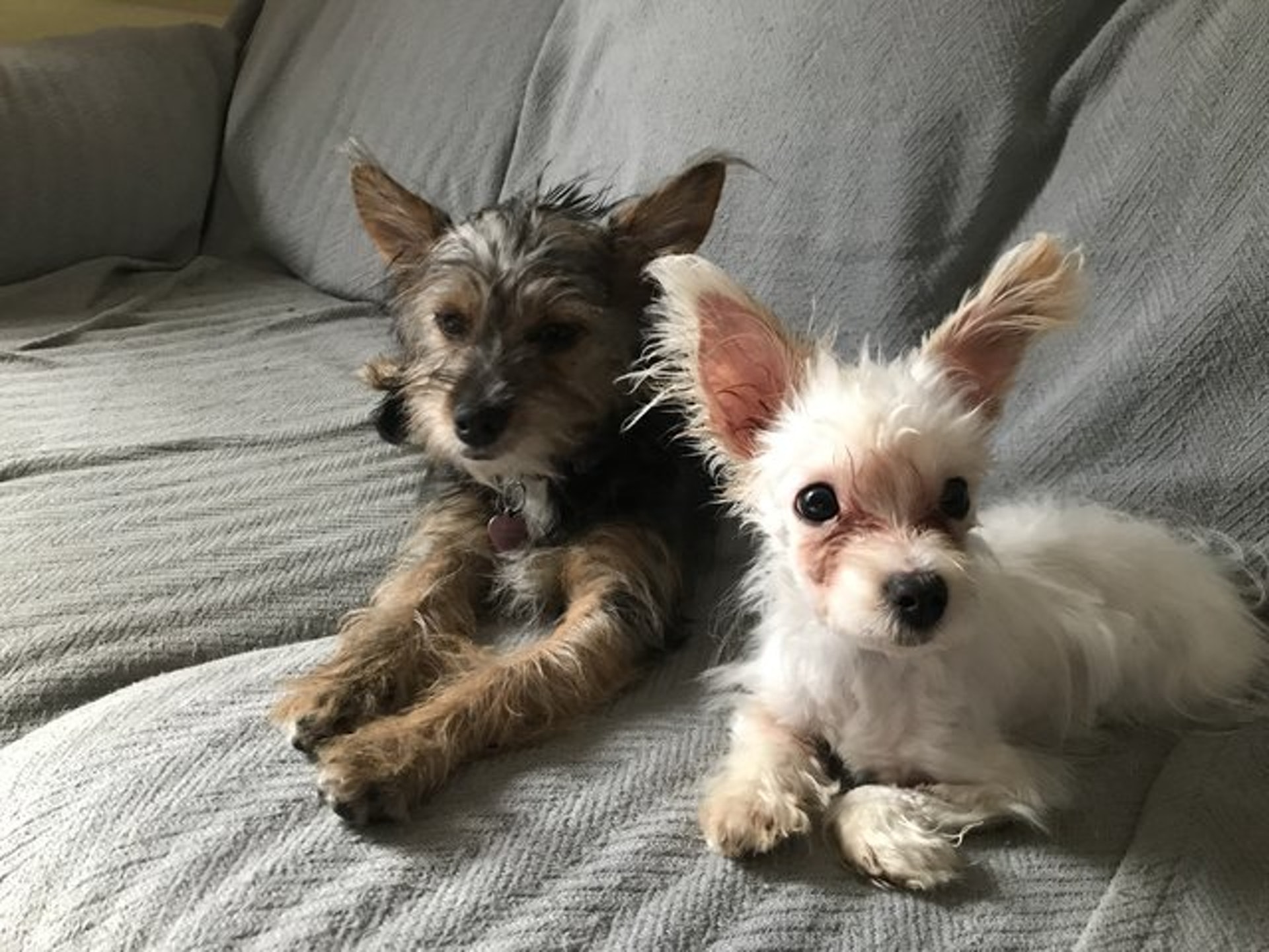 繁殖場培植茶杯犬天生殘障遭棄於酒吧 繁殖場培植茶杯犬天生殘障遭棄於酒吧