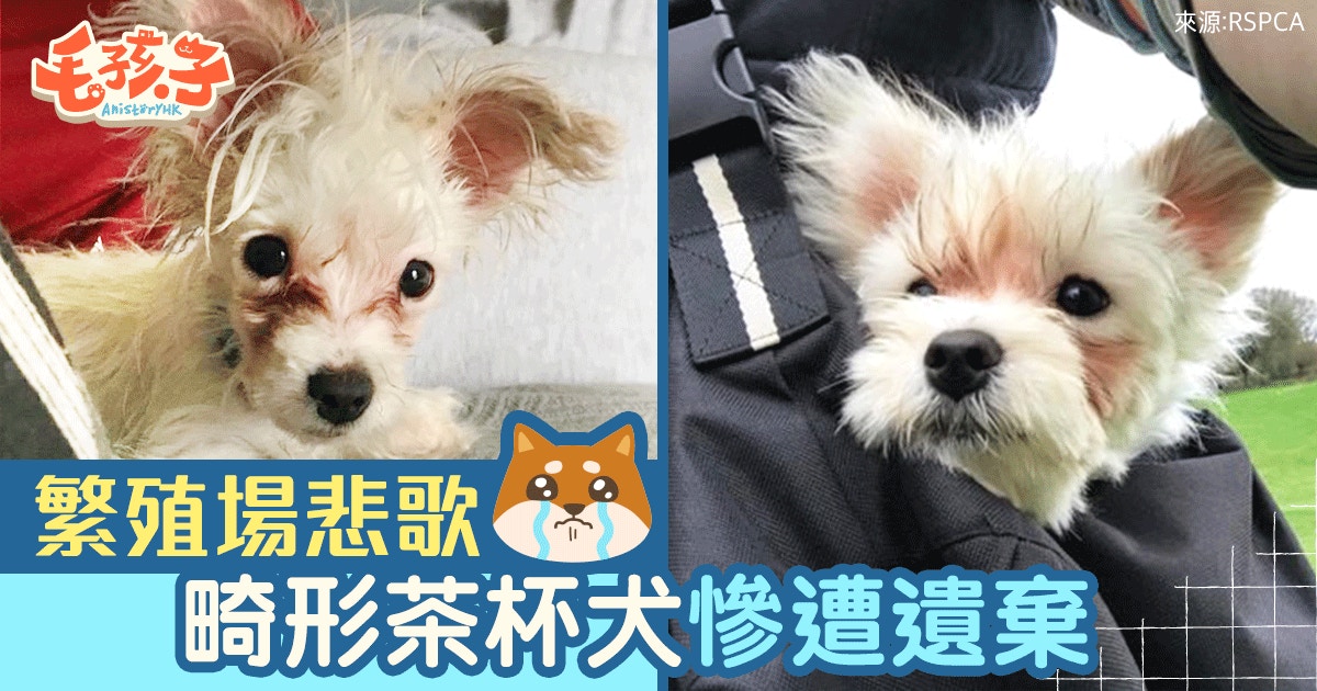 繁殖場培植茶杯犬天生殘障遭棄於酒吧