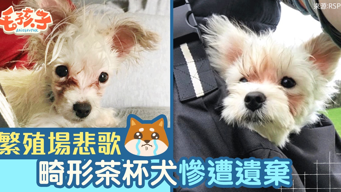 繁殖場培植茶杯犬天生殘障遭棄於酒吧 繁殖場培植茶杯犬天生殘障遭棄於酒吧