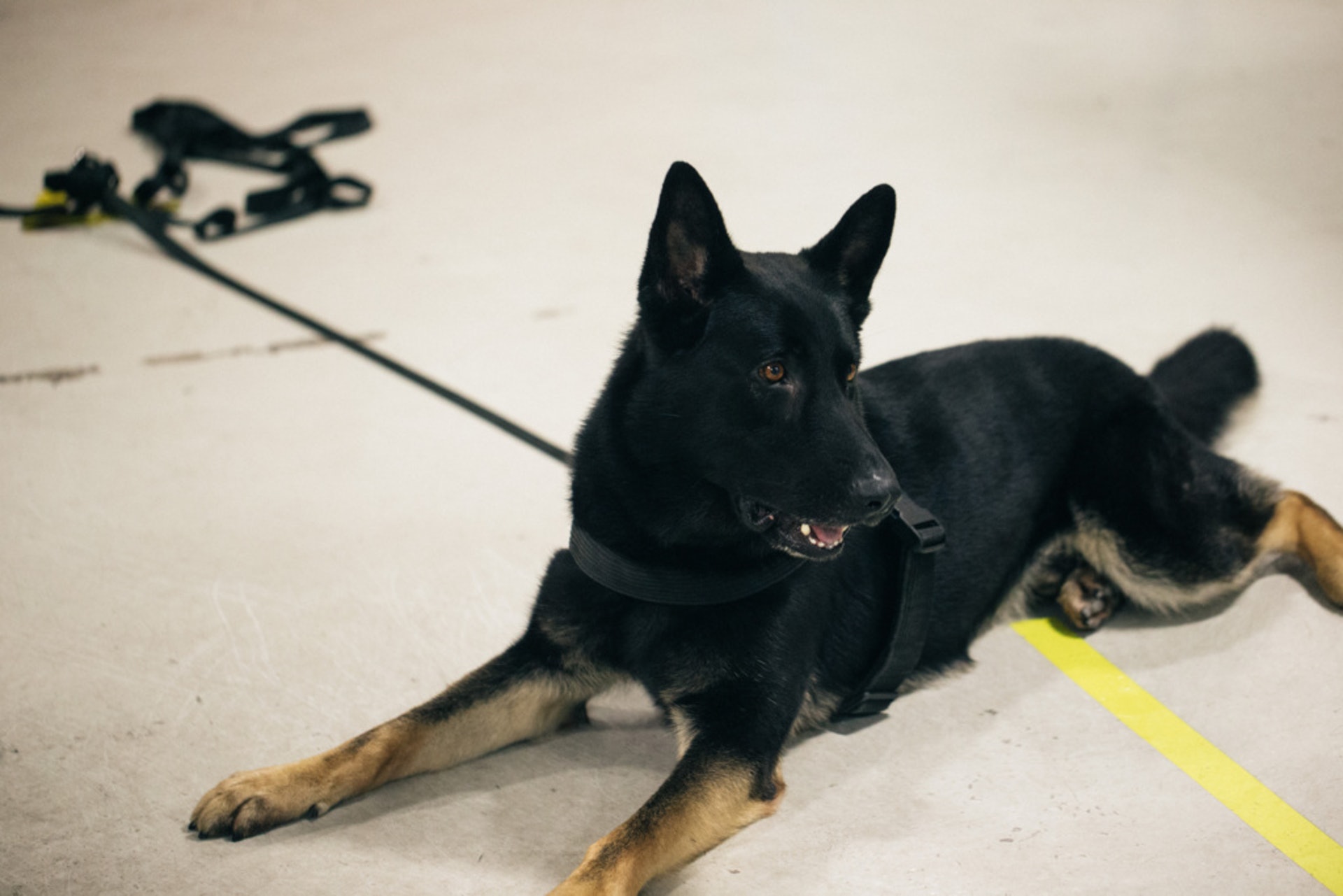 狗隻的不友善特徵,包括全身豎起、咬牙切齒,很惡吠叫。(梁鵬威攝) 狗隻的不友善特徵,包括全身豎起、咬牙切齒,很惡吠叫。(梁鵬威攝)