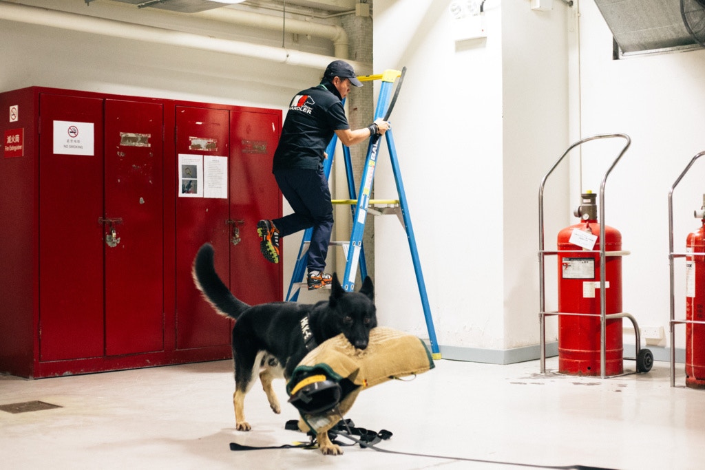 (梁鵬威攝) (梁鵬威攝)