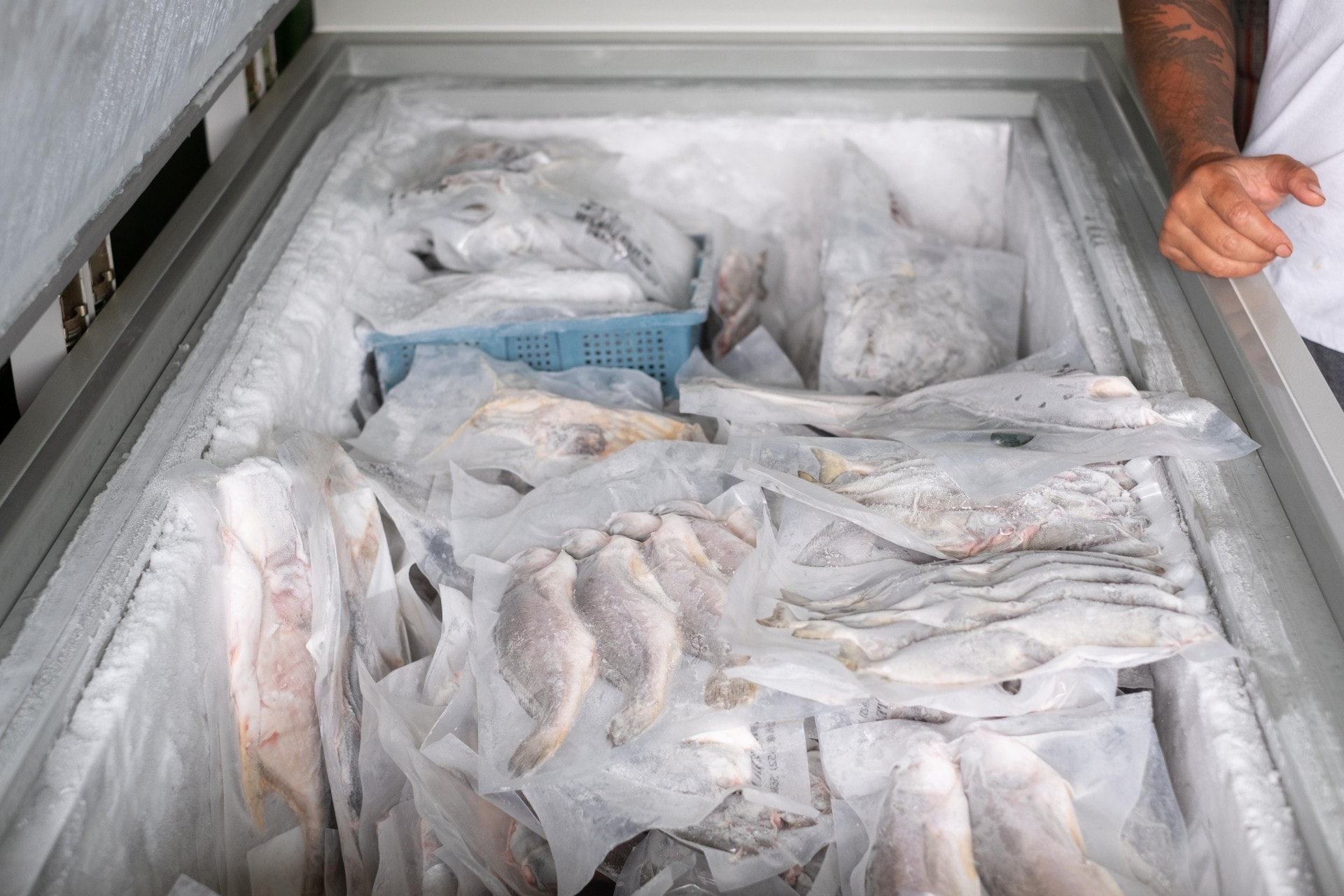仟國水產現時的低溫速凍技術，可以在2小時內將魚肉冷凍至攝氏負40多度，既不會影響魚肉質感，更能殺死寄生蟲。