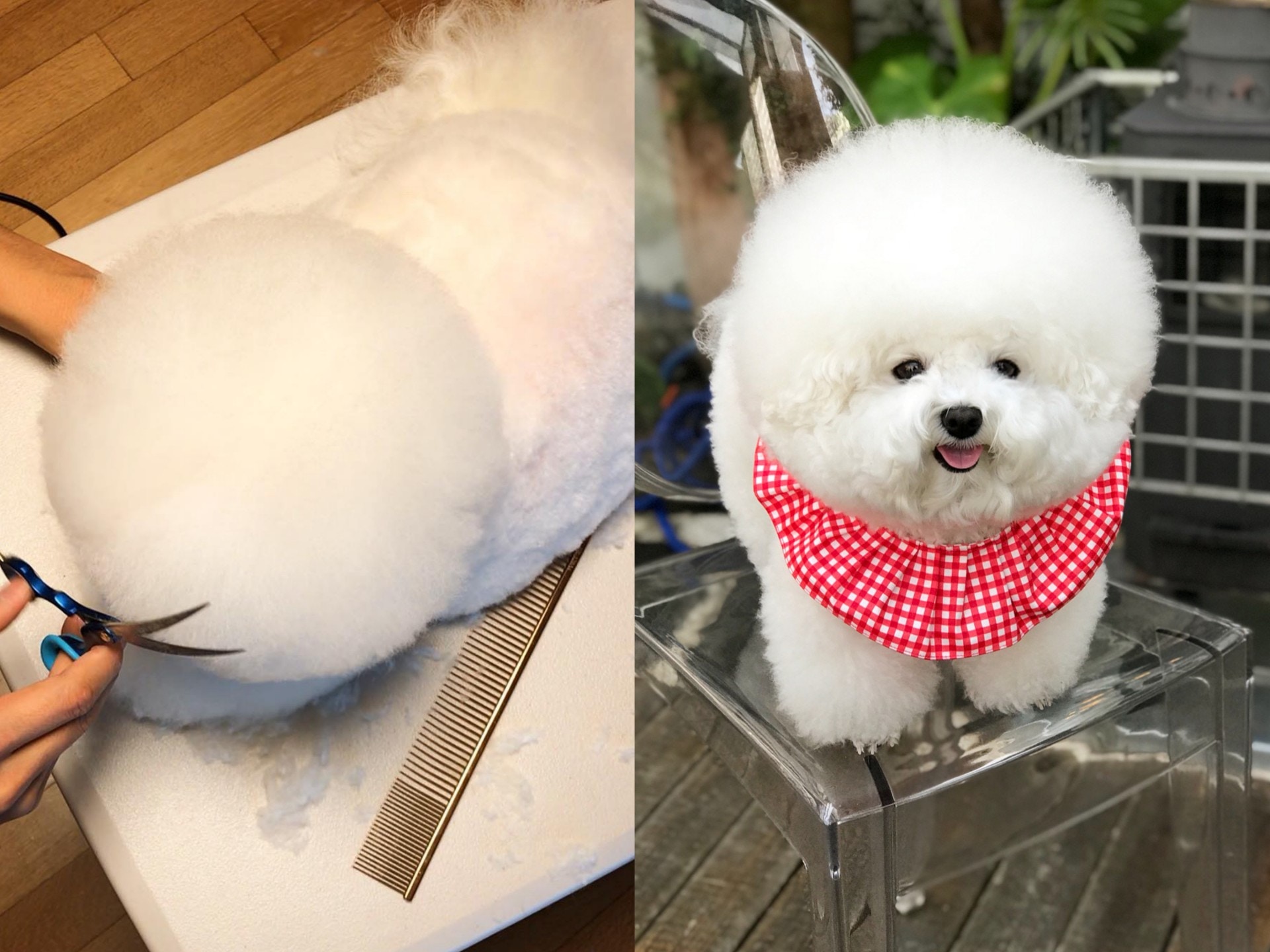 【萌寵充電站】韓國比熊犬Tori化身甜姐兒　棉花糖造型紅遍IG