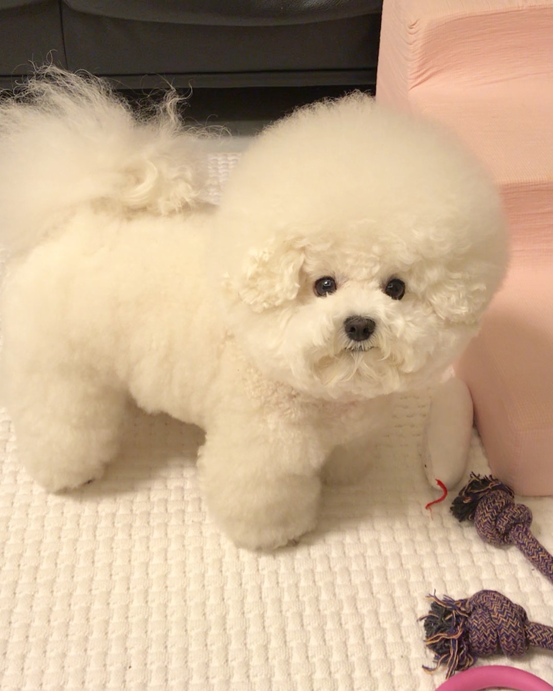 （bichon_tori@Instagram）