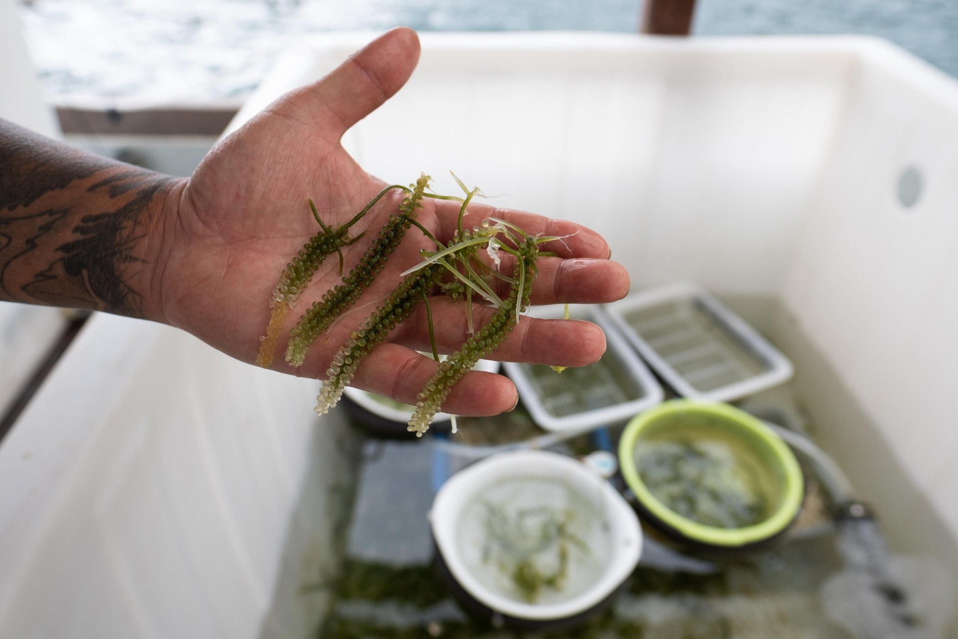 「海葡萄一得,我就着手搞其他海菜,它們既環保,營養又好。」