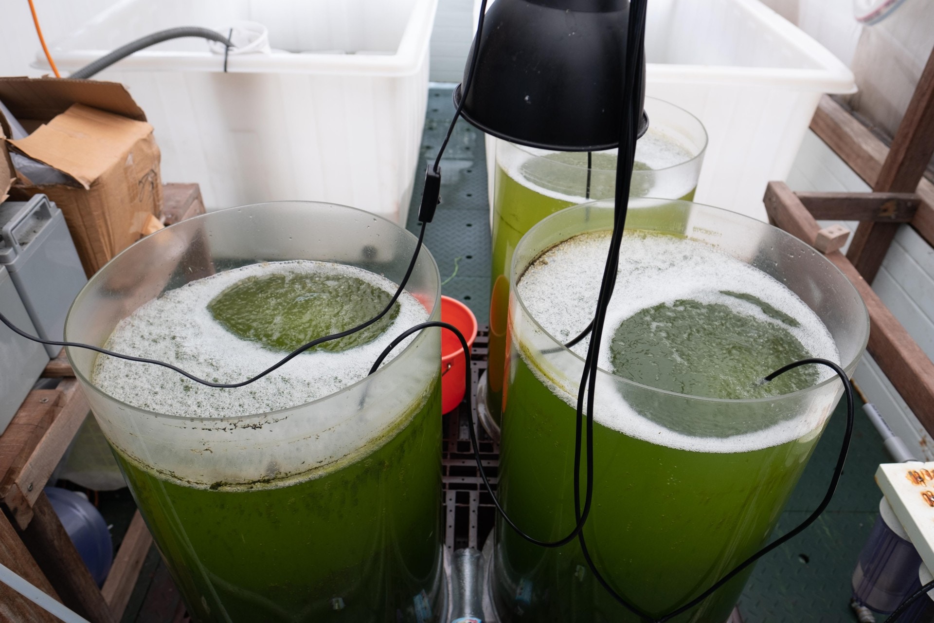 溫室裏的綠藻,是發展魚苗的關鍵,Alex希望可以自行繁殖魚苗、蝦苗,賣給本地漁民。