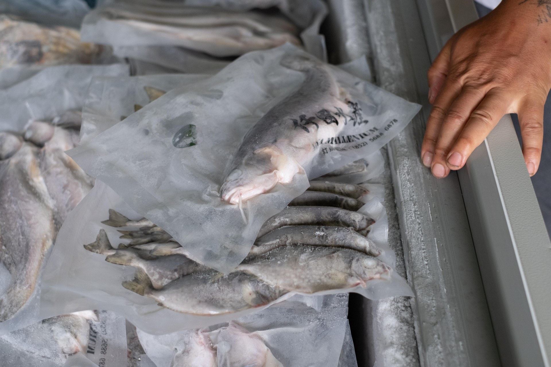Alex決心要做低溫速凍的包裝魚，打破傳統漁民受到的侷限。