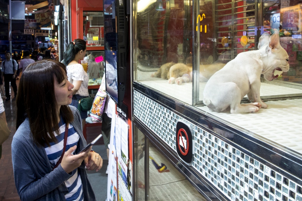 據漁護署數字,修例執行首10個月持牌狗場共生產了254隻幼犬,另有3,424狗隻經獲准由外地入口。圖為旺角一間寵物店。(羅君豪攝)