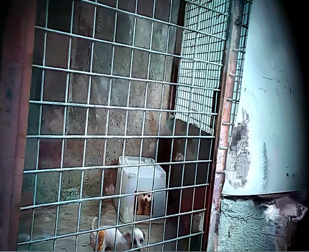 記者借故進入一個疑似非法狗場,在內見到一隻魔天使後腿位置有傷口,似曾用黃色藥水治理。(香港01記者攝)