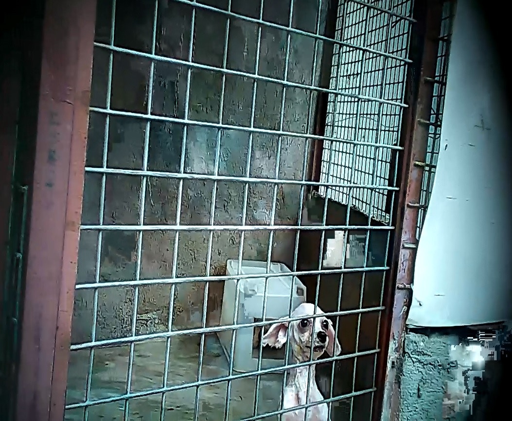 後腿位置有傷的魔天使,與另一隻同種狗隻一同被飼養於同一籠內。(香港01記者攝)