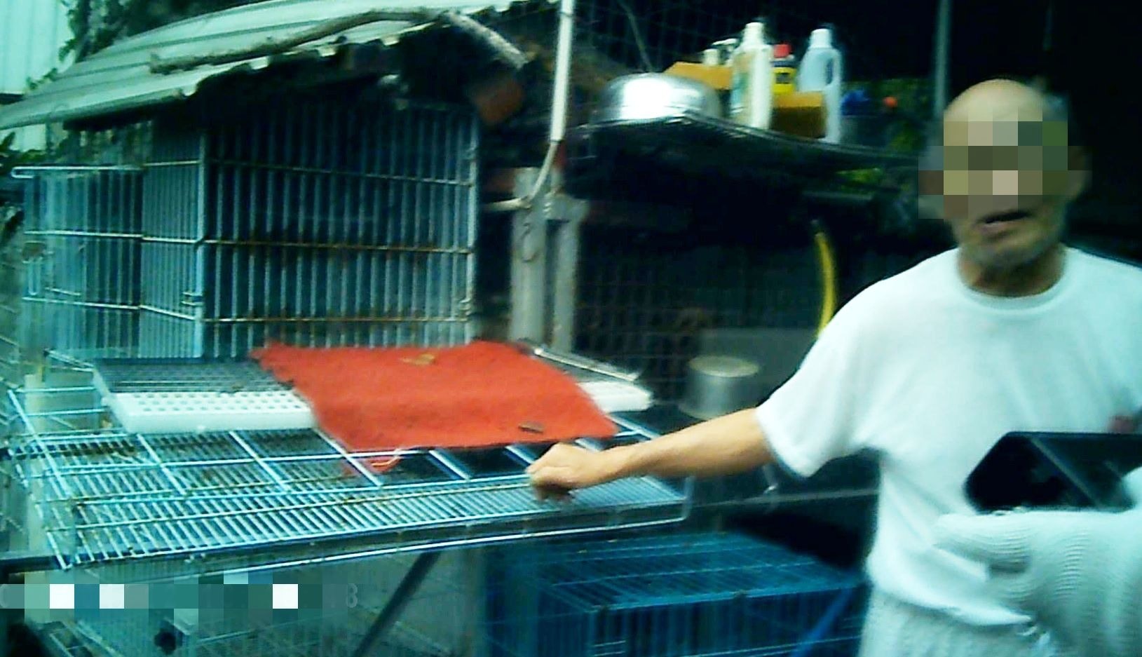 男場主稱養10多隻小型純種狗是用作「看門口」。(香港01記者攝)