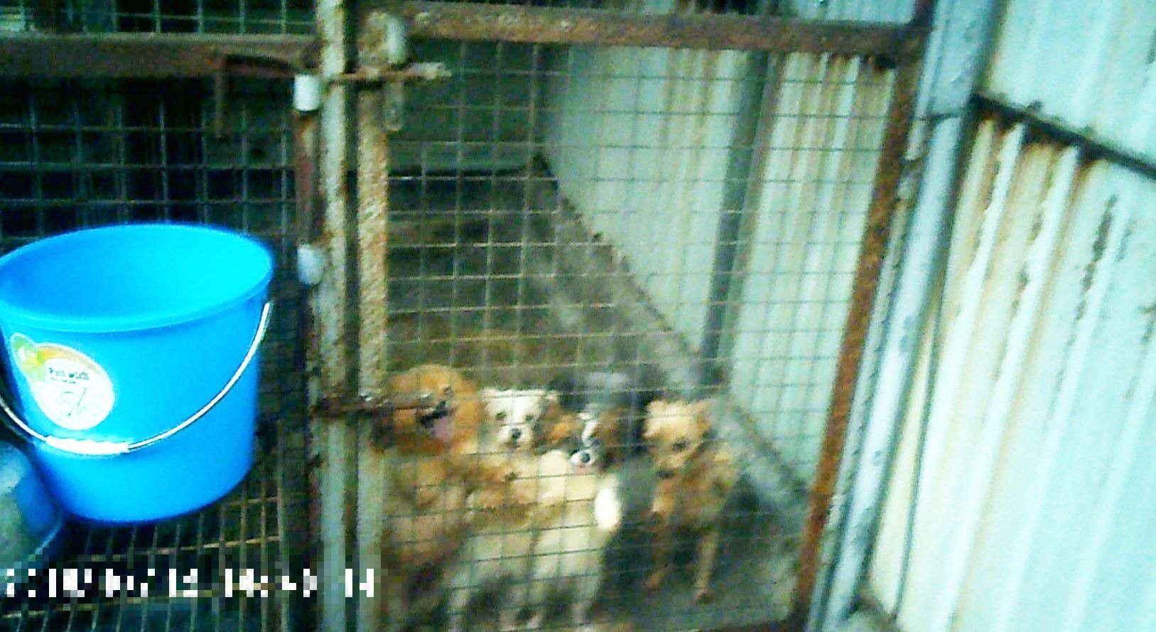 男場主聲稱作「看門口」用的小型純種狗,當中一隻魔天使乳頭脹大,有曾生育的跡象。(香港01記者攝)