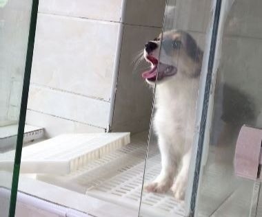 深圳寵物店內狗隻。(香港01記者攝)