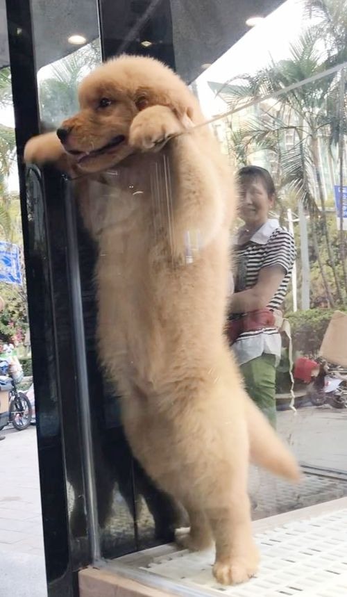 深圳寵物店內狗隻。(香港01記者攝)