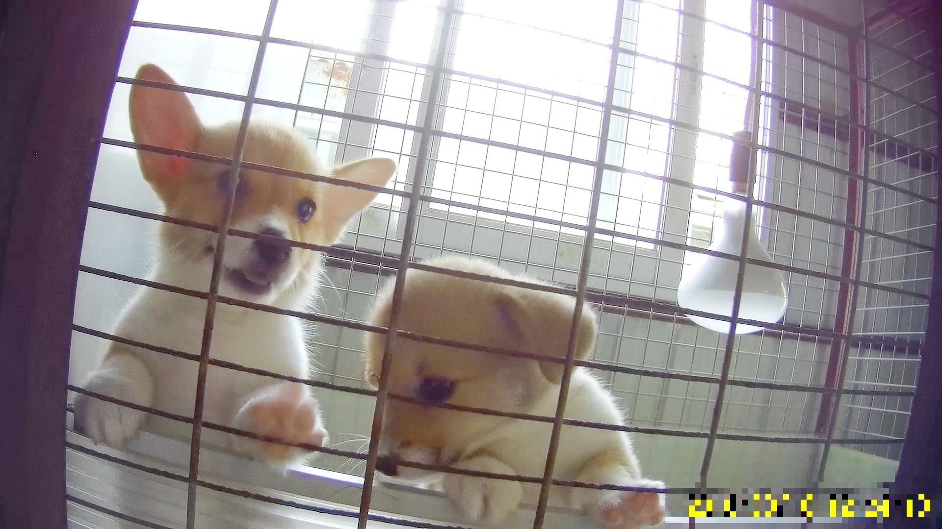 如果所有持牌狗場只繁殖出254隻狗隻,以現時全港有31間持牌繁殖狗場計算,過去一年平均每個狗場,僅生產八隻狗崽。(香港01記者攝)