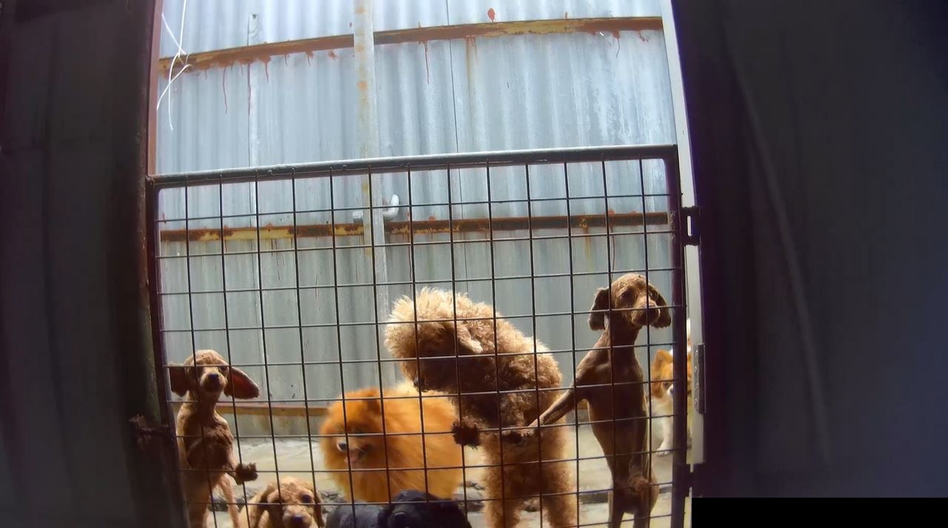 截至2018年1月31日，所有持牌狗場只出產254隻狗隻。（香港01記者攝）